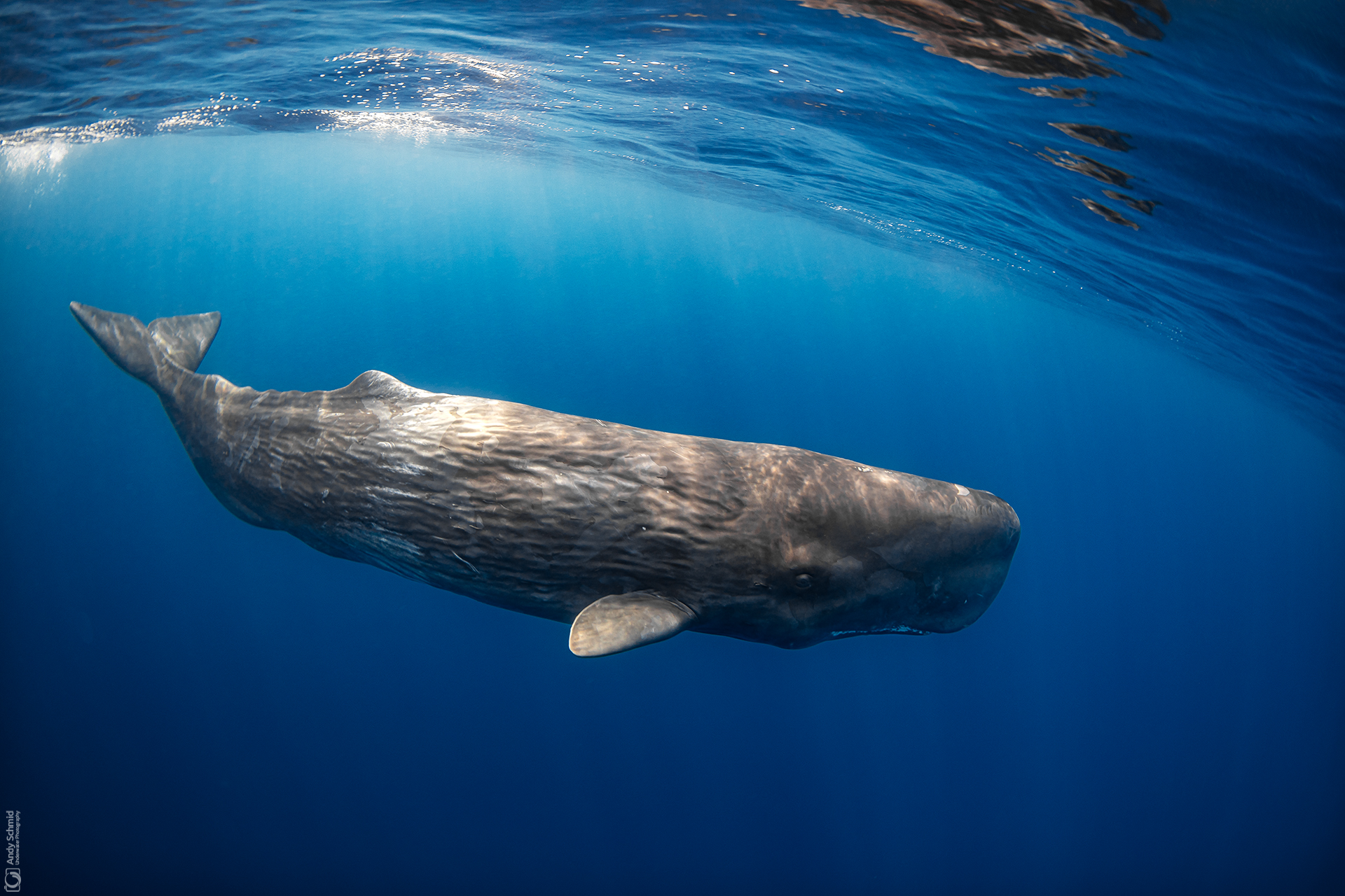 Juvenile Sperm Whale