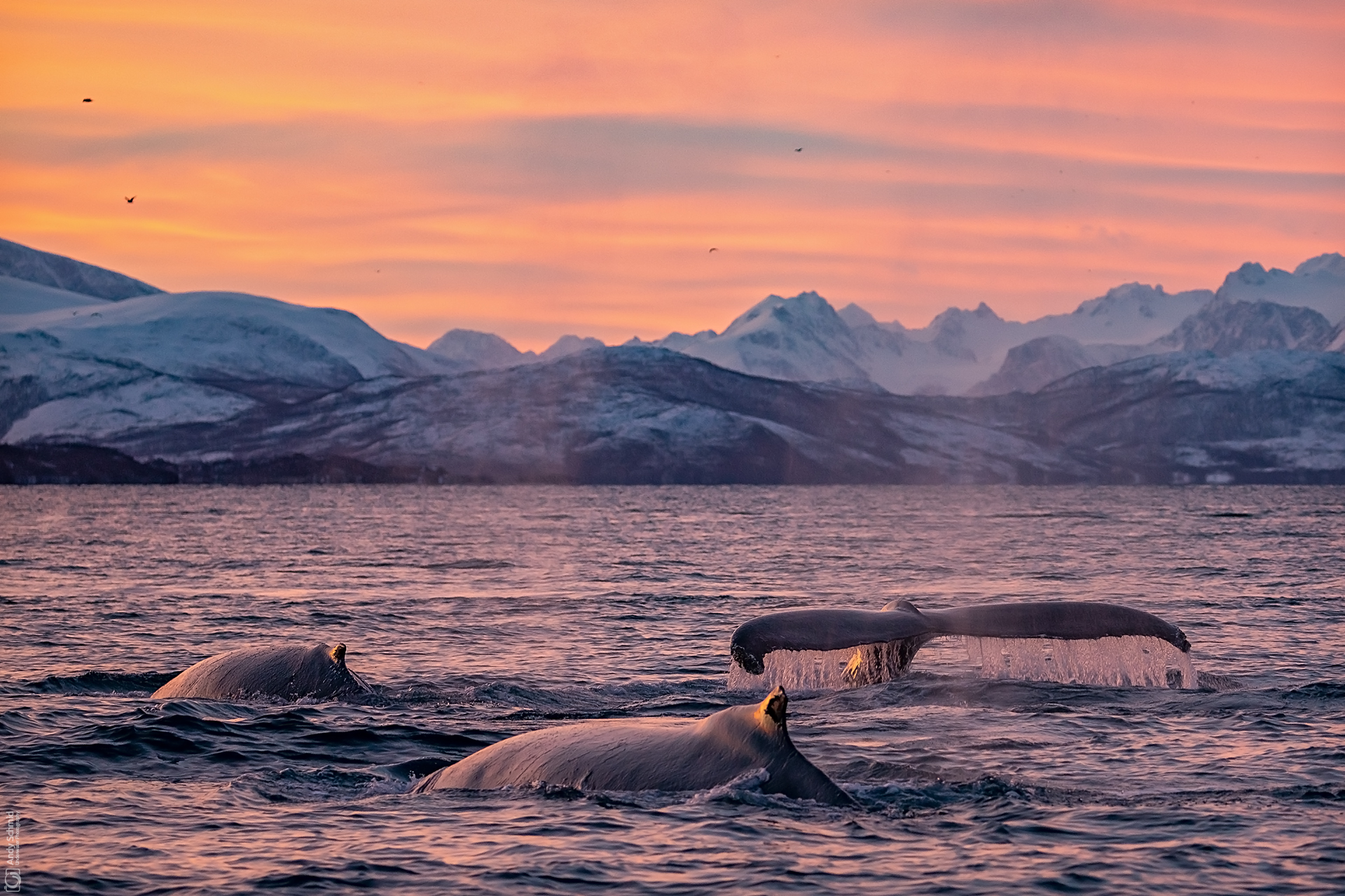 Sunset Divers