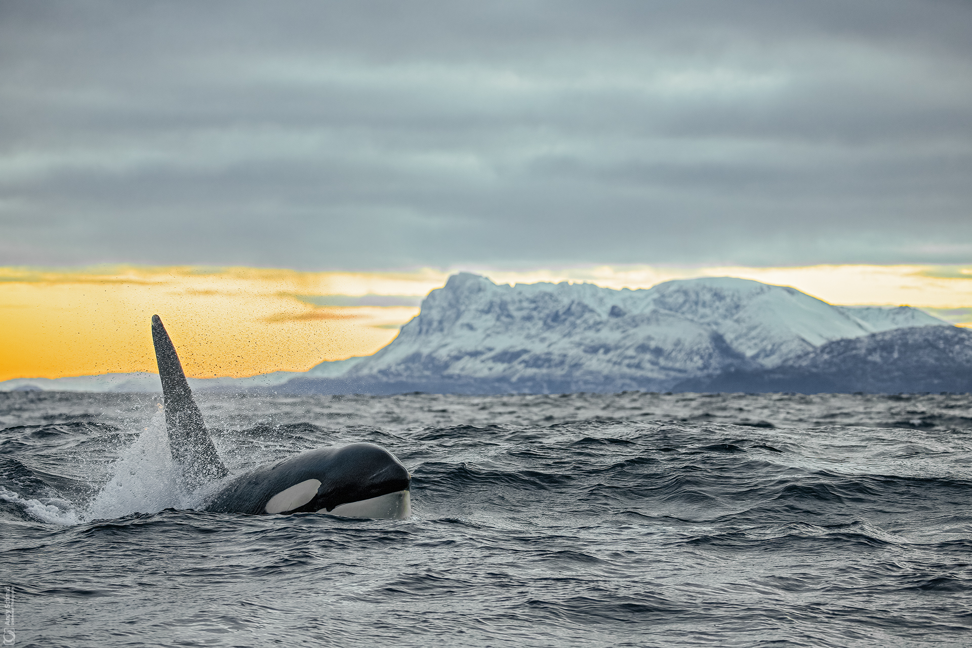 King of the Fjords