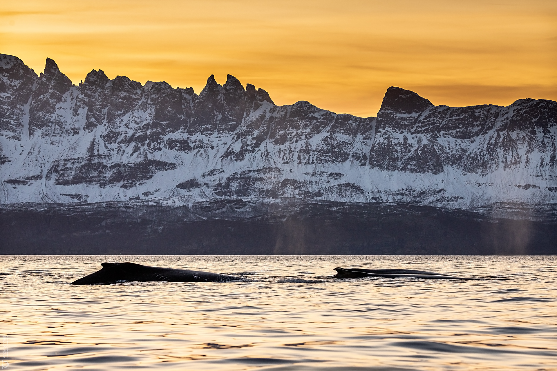 Whales & Mountains