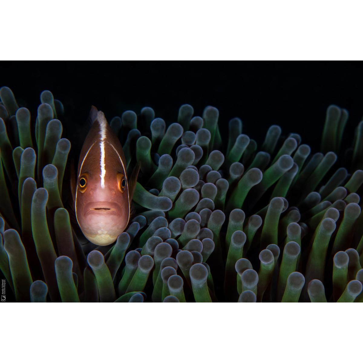 Pink Anemonefish