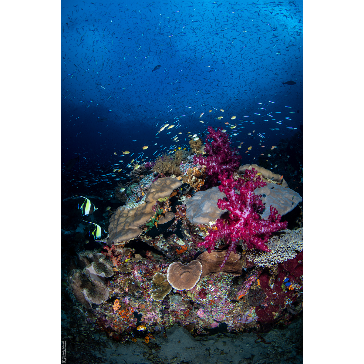 Reef Scene