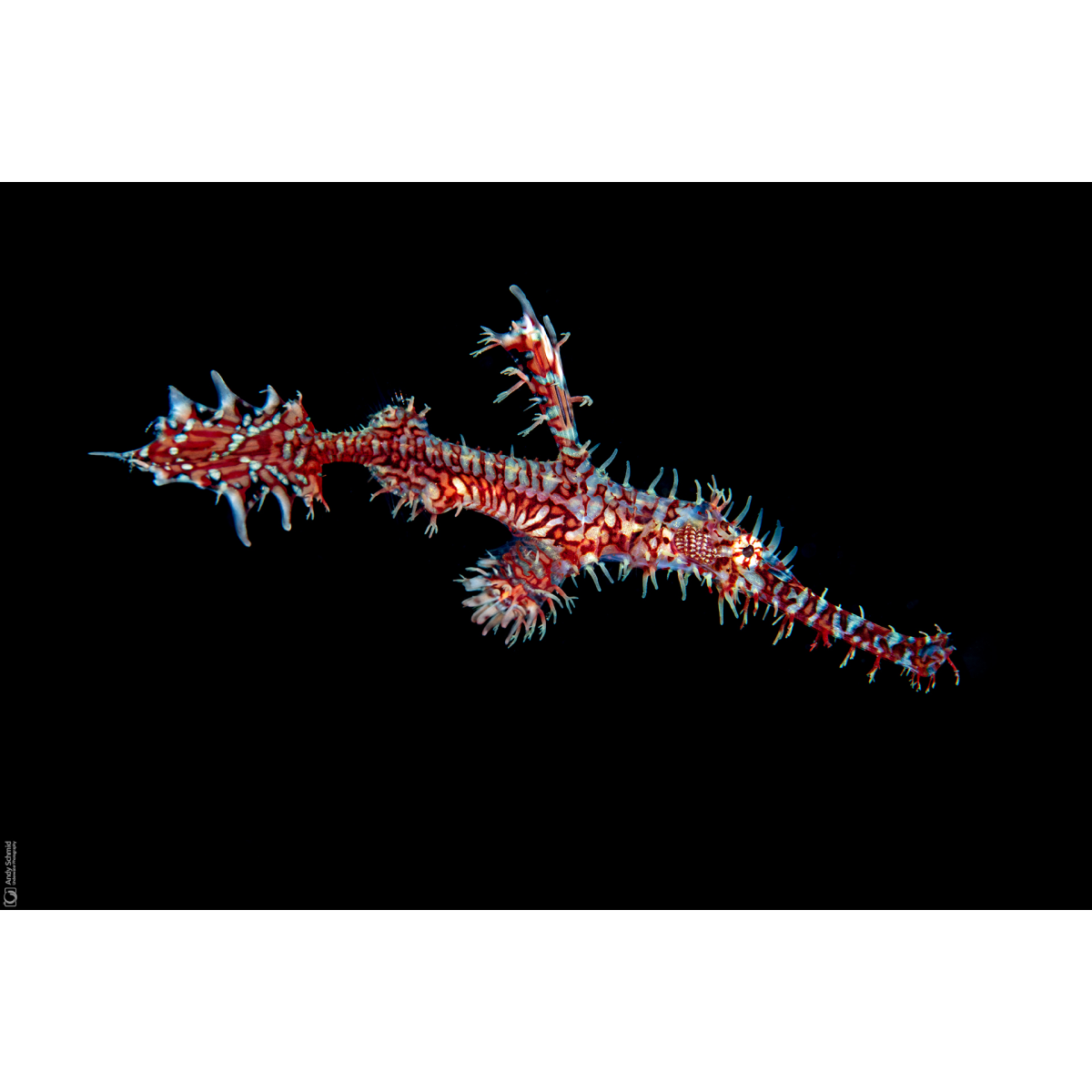 Ornate Ghost Pipefish