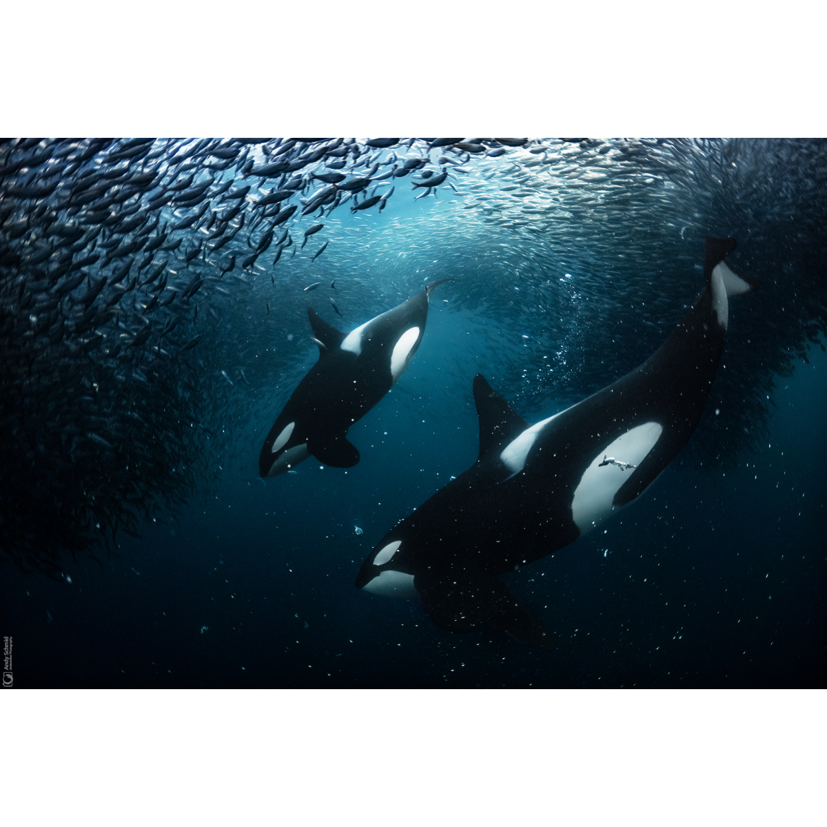 Orcas on the Hunt