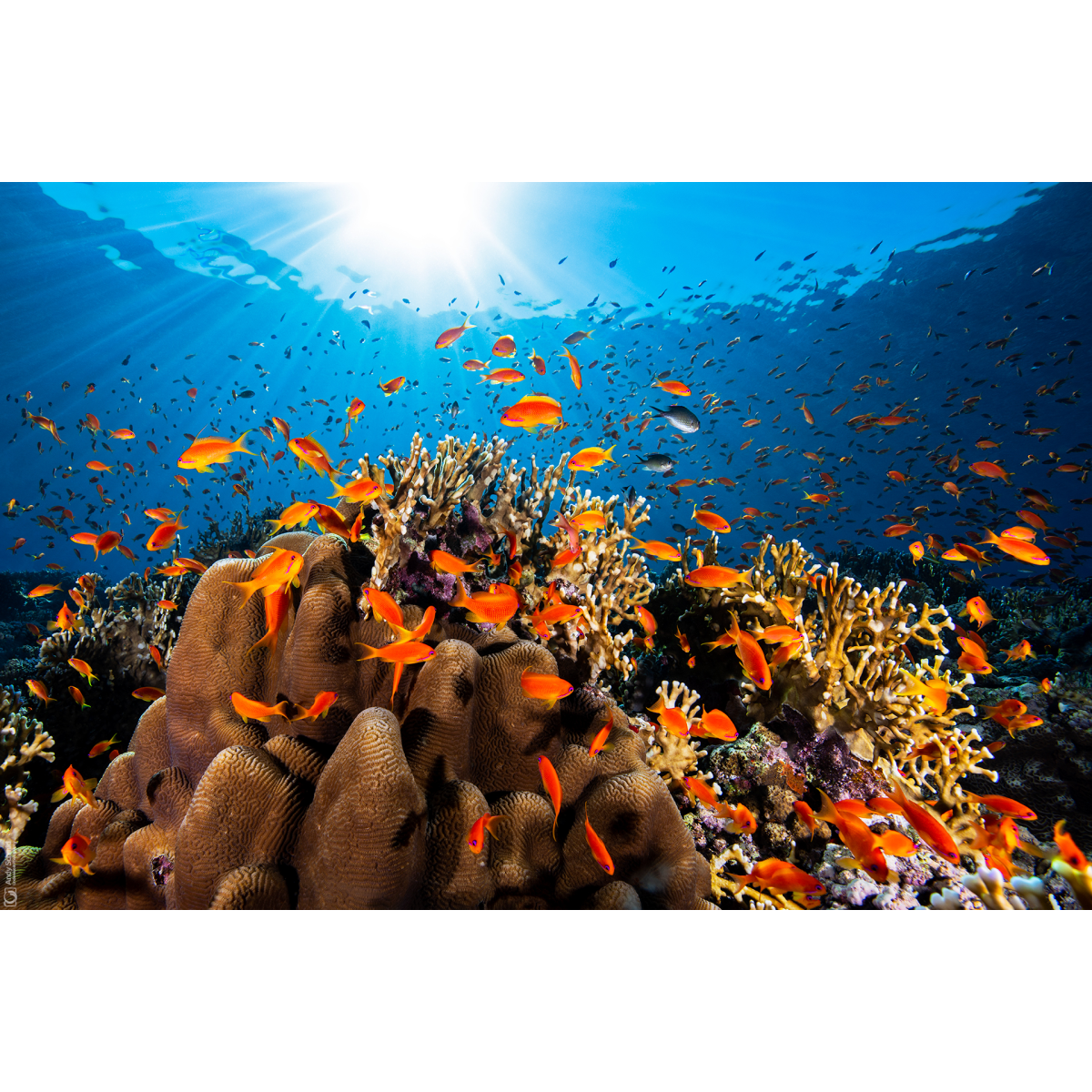 Reef Scene