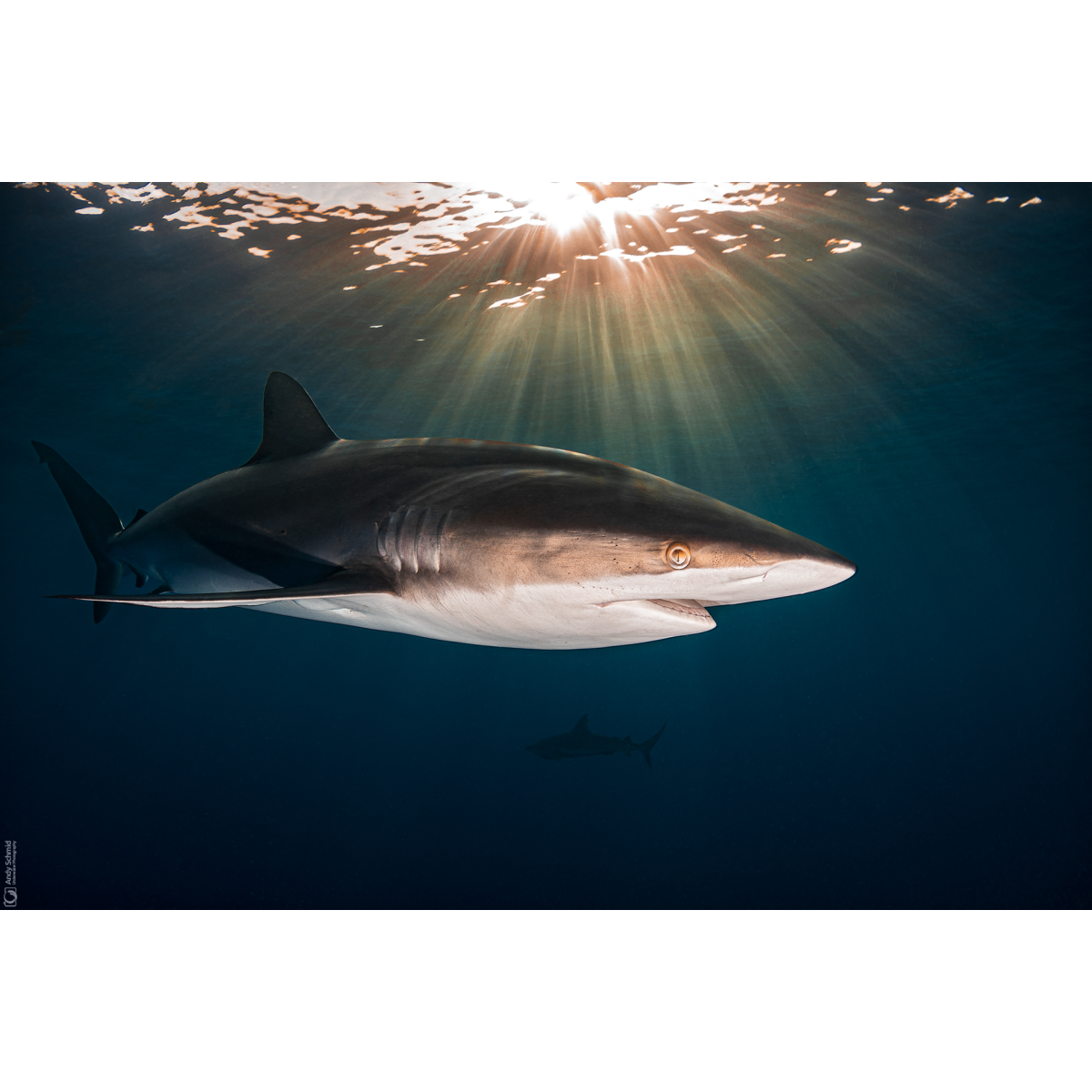 Silky Shark