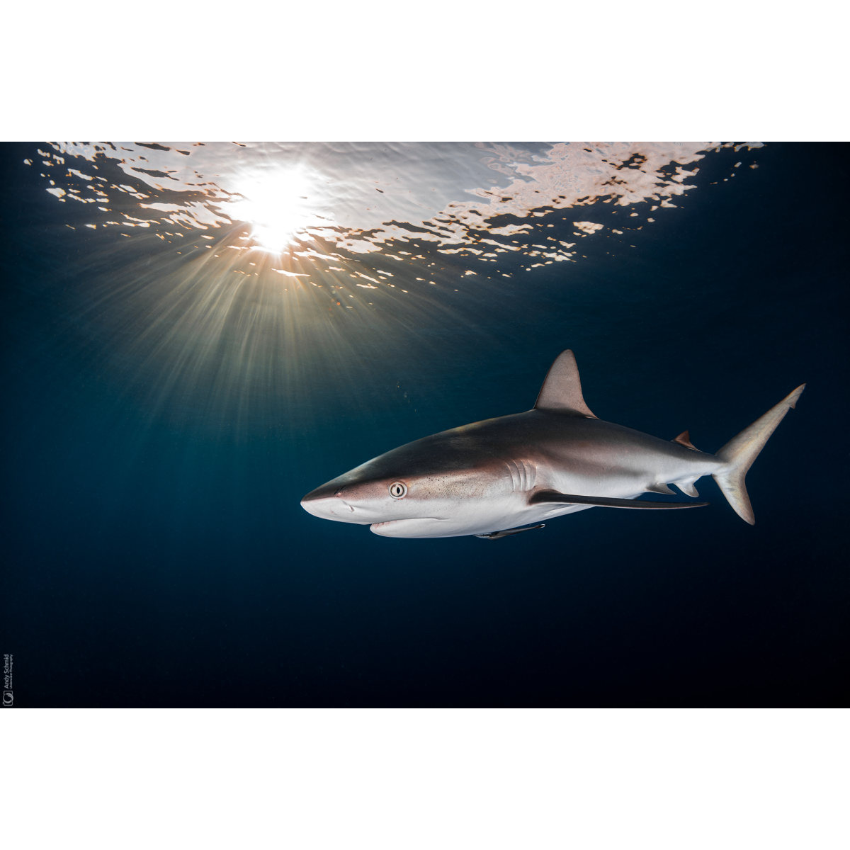 Caribbean Reef Shark