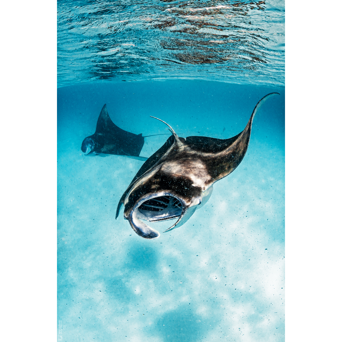 Reef Manta Rays