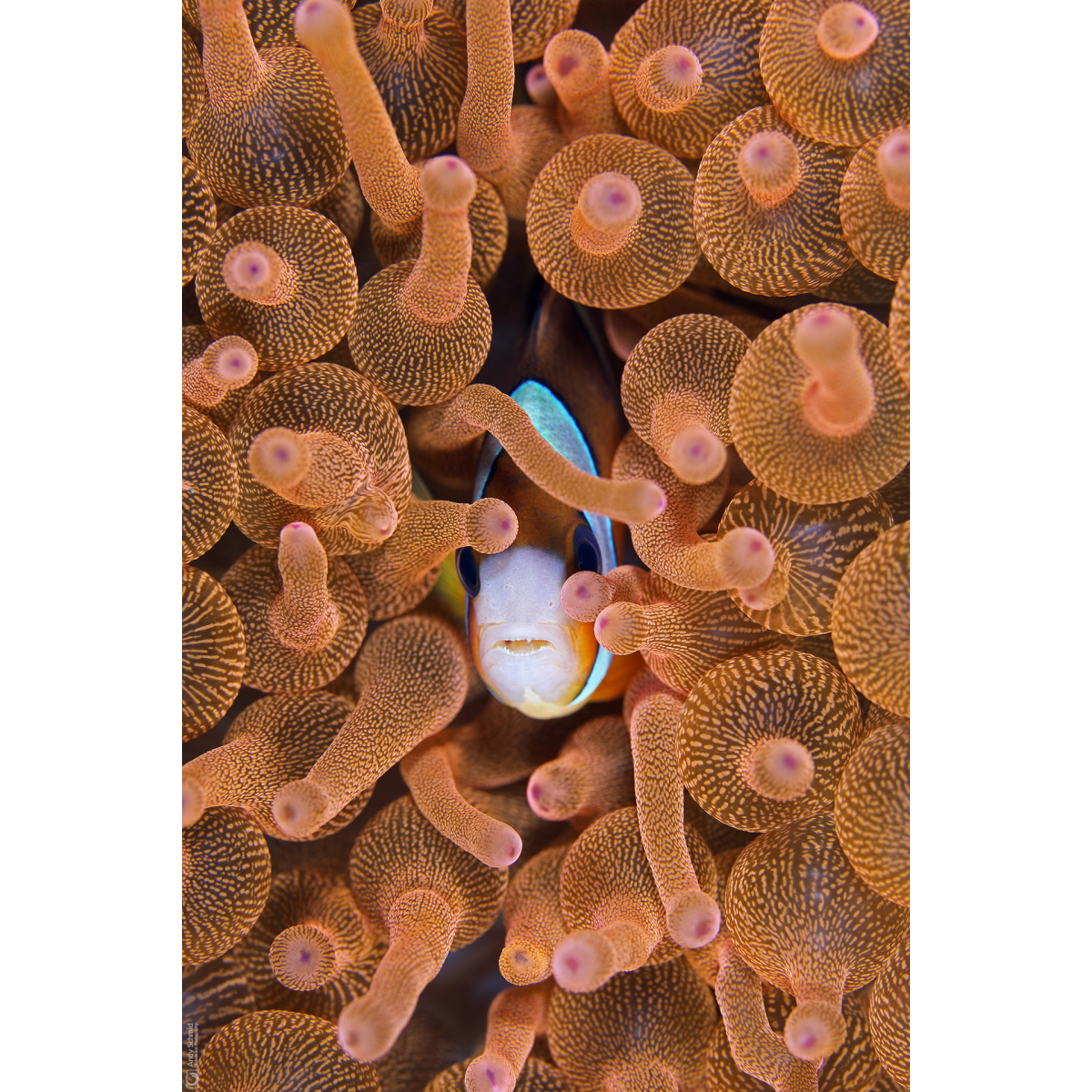 Clark's Anemonefish