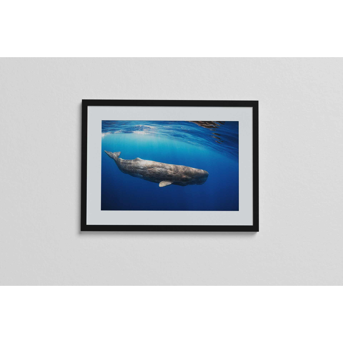 Sperm Whale