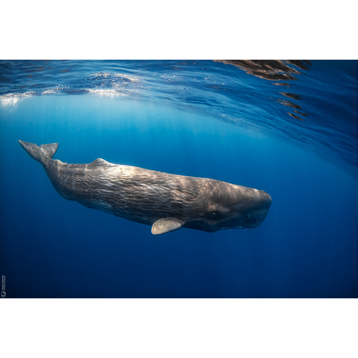 Sperm Whale