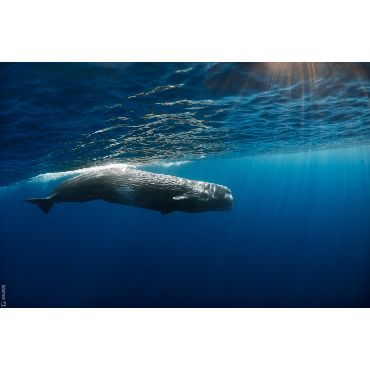 Sperm Whale