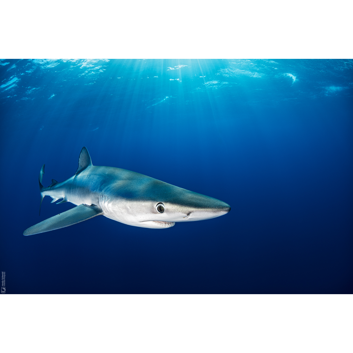 Blue Shark