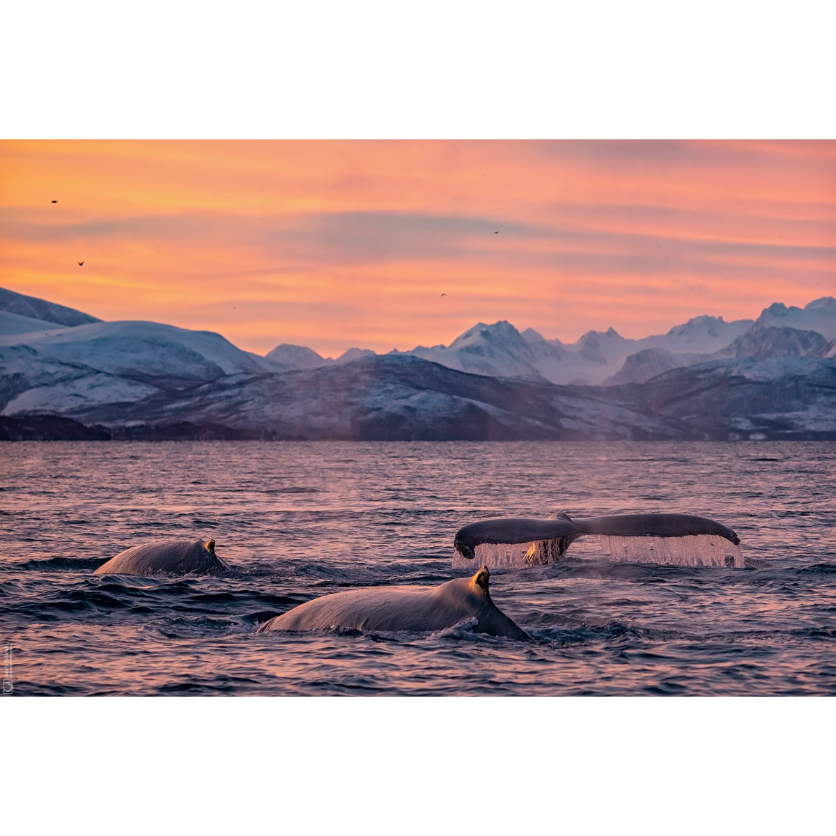 Sunset Divers