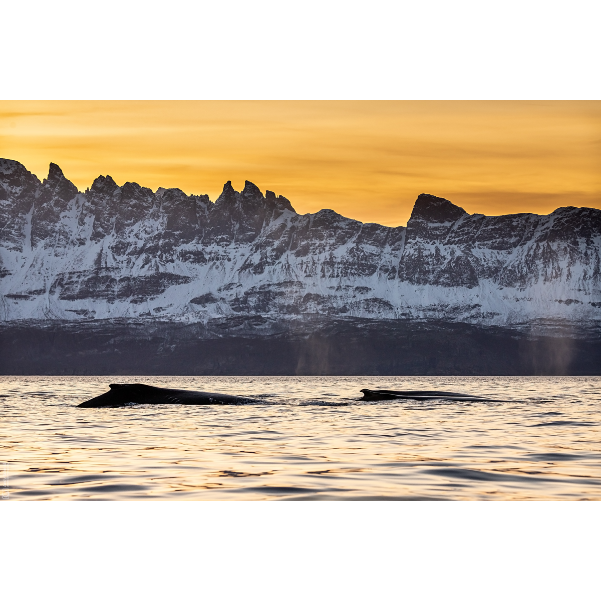 Whales & Mountains